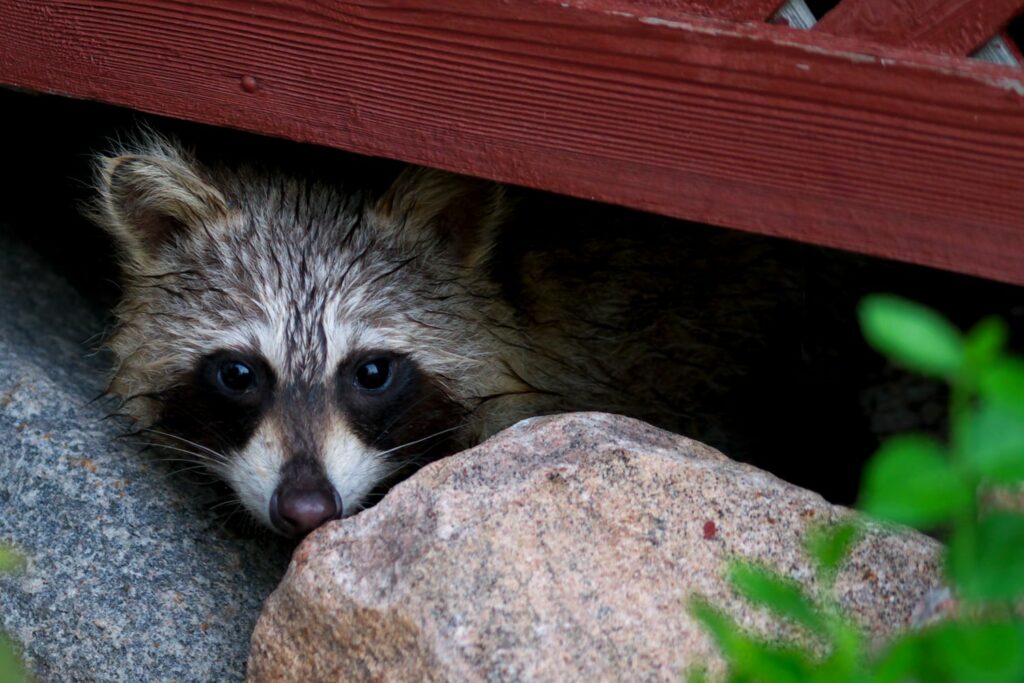 Raccoon peeking out from under porch