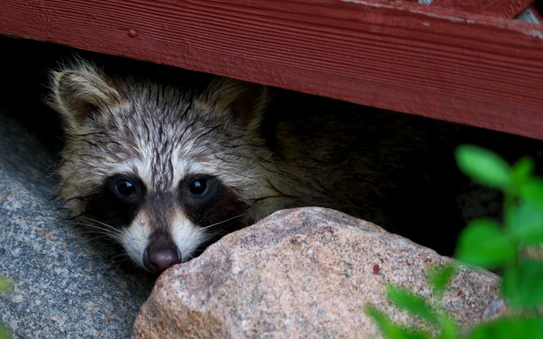 Raccoon peeking out from under porch