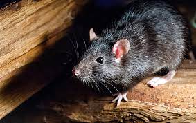 Skyhawk case study – Roof Top Rodents