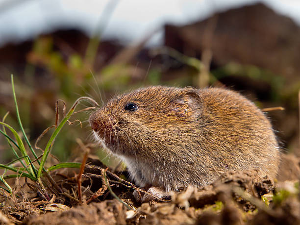 Vole in the grass