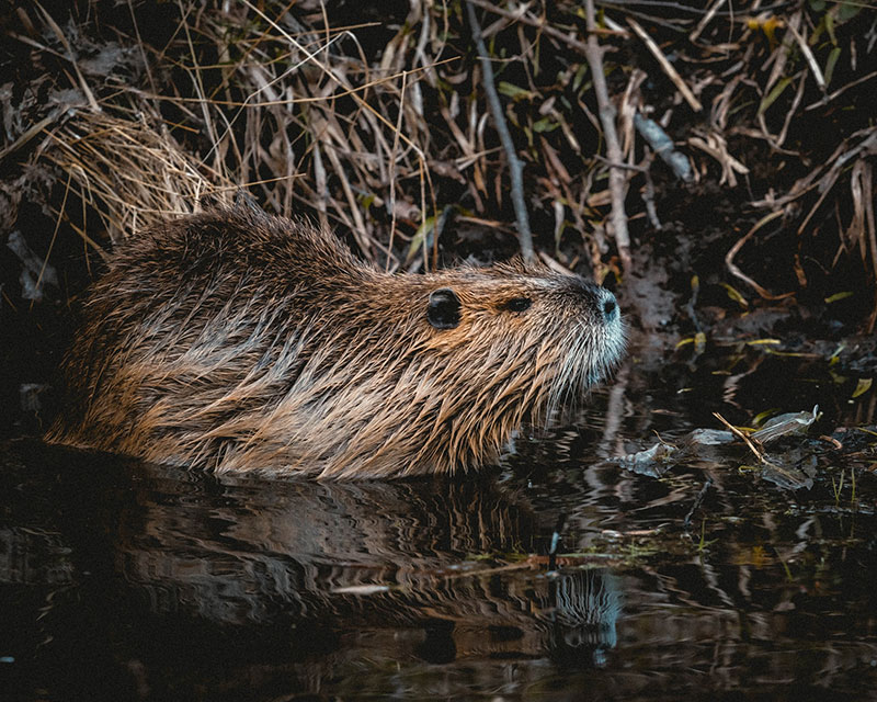 nuisance beavers