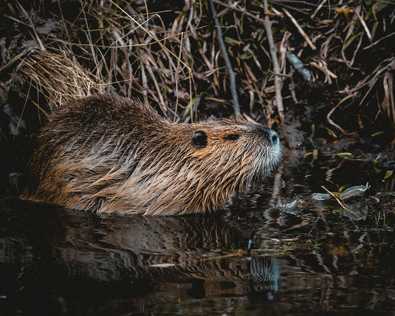 Skyhawk case study – Summer Camp Beavers