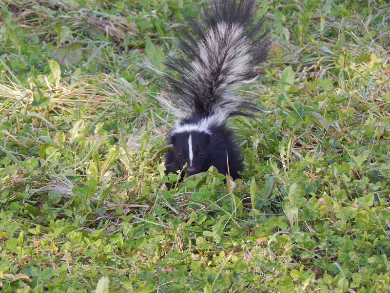 Skyhawk Case Study Nuisance Wildlife Control